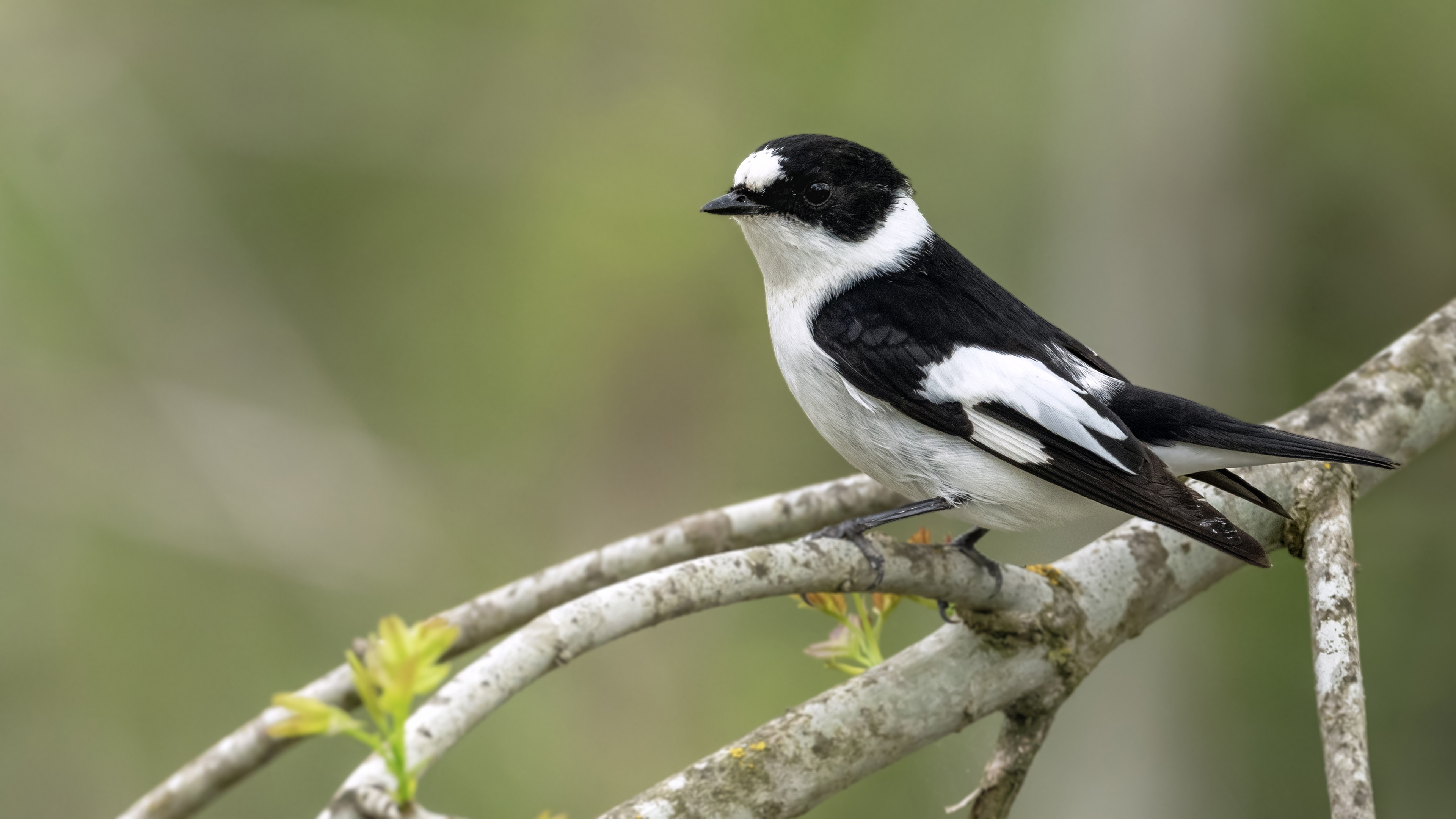 Collared Flycatcher